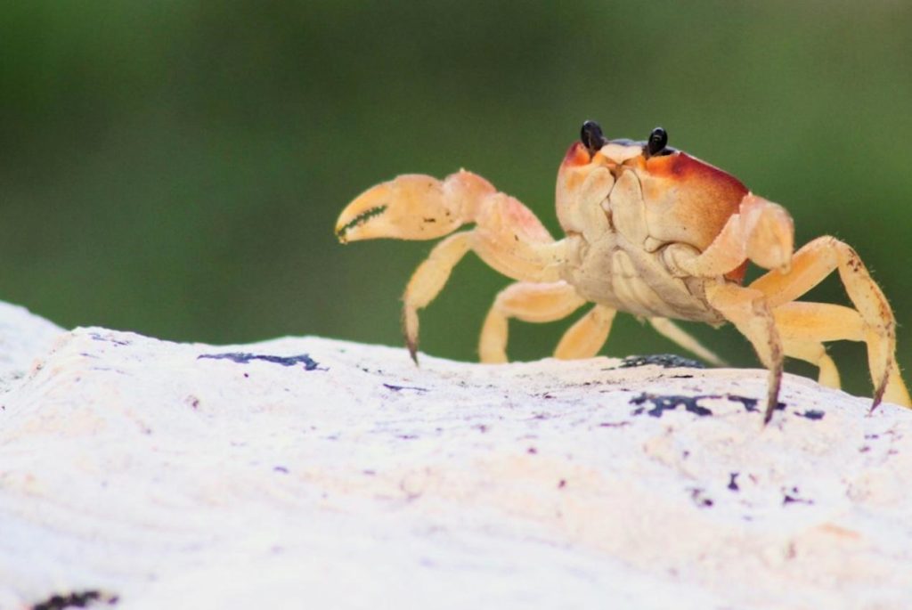 crab-lead-generation