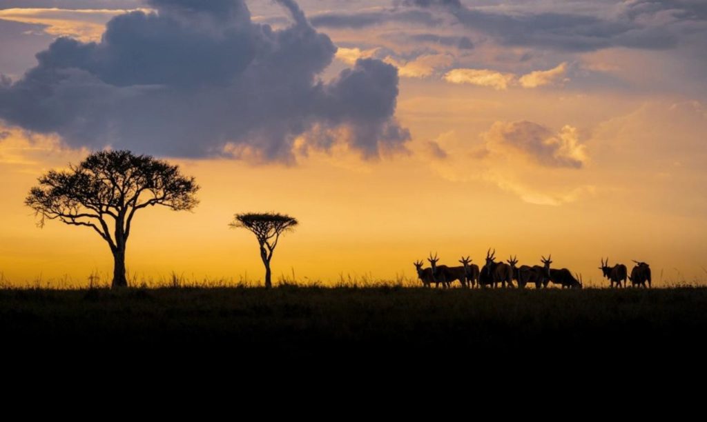 sunset-africa-wild-business-mates